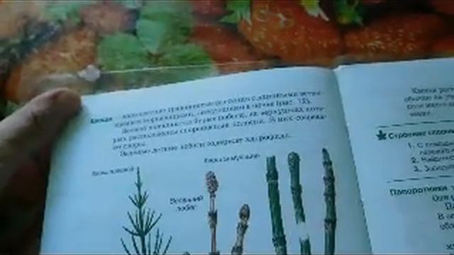 Биология 5 кл § 21 Плауны, Хвощи и Папоротники (Автор В.В.Пасечник) смотреть онлайн