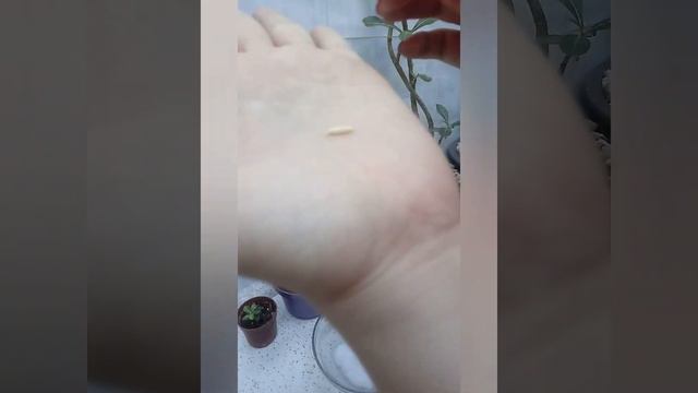 GERMINACAO DE MEDUSA смотреть онлайн