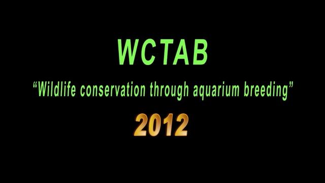 Botia breeding results HD / Боции - метаморфозы, гибриды и поведение HD смотреть онлайн