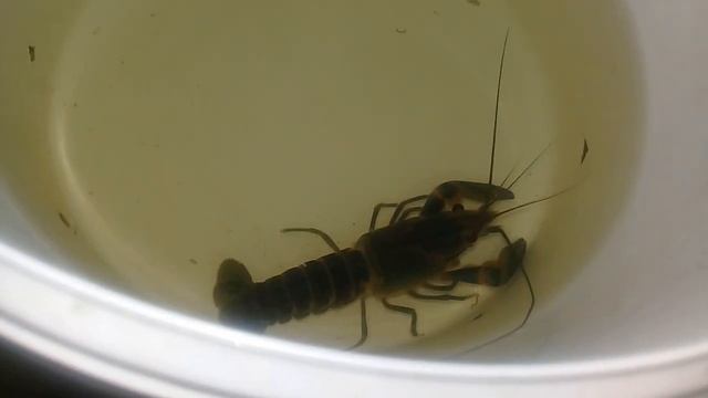 Признаки линьки рака. В описании ролик ранее сама линька АККР.