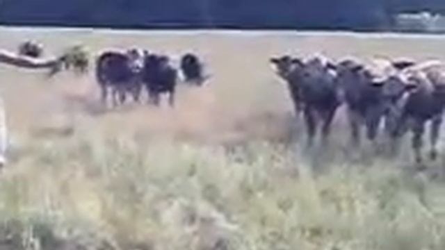 Pessy the cow whisper смотреть онлайн