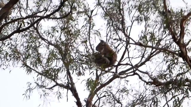 7 days in Victoria - An Australian Road Trip... смотреть онлайн