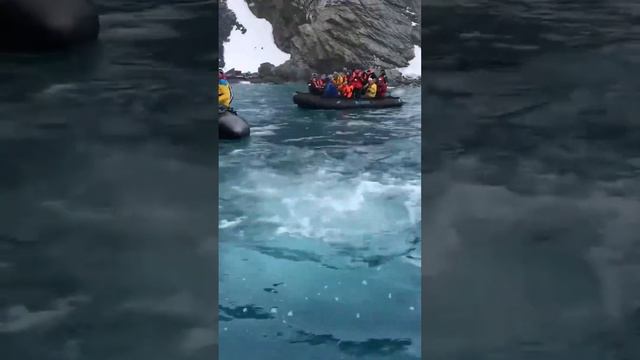 LEOPARD SEAL: Antarctica's Deadly Predator смотреть онлайн