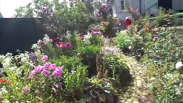 Клематис, здесь видео, НЕ КАРТИНКИ !!!!!! климатис. смотреть онлайн