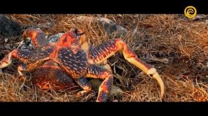 Альдабра. Путешествие к таинственному острову