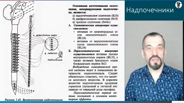 Проблемы эндокринной системы. Надпочечники смотреть онлайн
