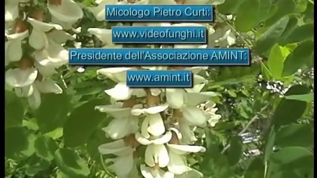 Acacia - Robinia pseudoacacia L. смотреть онлайн