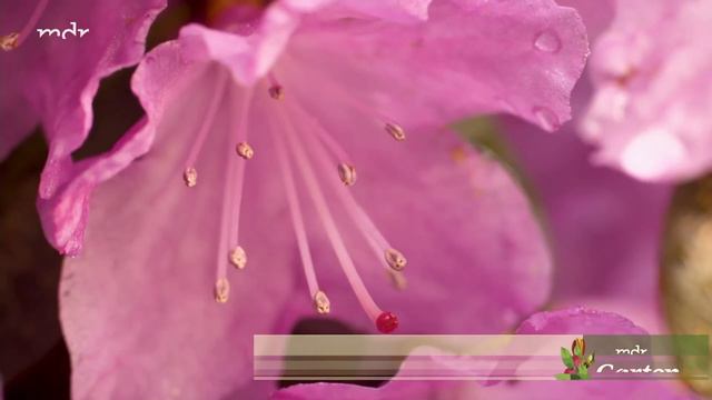 Diese Rhododendron-Arten vertragen den Klimawandel | MDR Garten смотреть онлайн