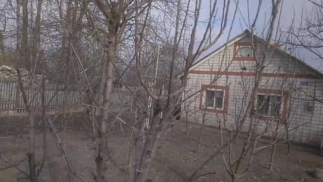 Колоновидное дерево яблони до обрезки смотреть онлайн