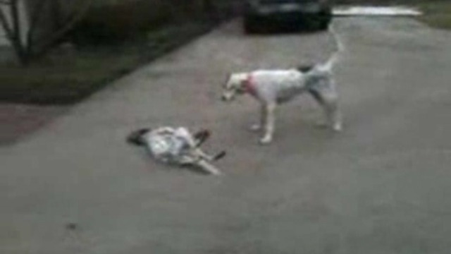 Имитировала поражение смотреть онлайн