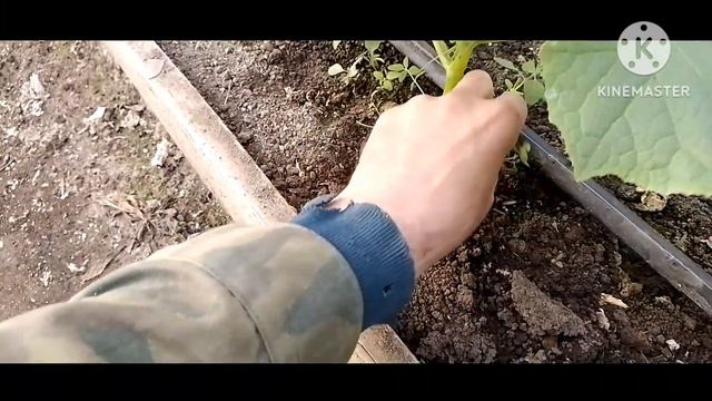 Христос воскрес. Продаю кабанчика на племя породы Дюрок. Обзор хозяйства. смотреть онлайн