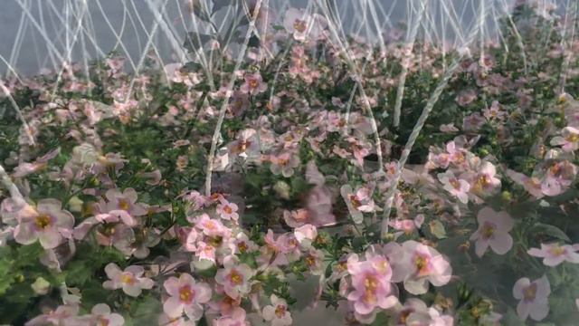 Bacopa gratioasa смотреть онлайн