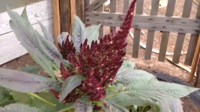 Амаранты смотреть онлайн