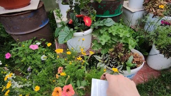 ТИМОФИЛЛА.ОБЗОР ЦВЕТЕНИЯ 18 ИЮЛЯ 2022.