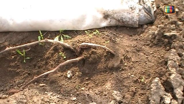 Когда открывать виноград весной и как защитить виноград от заморозков