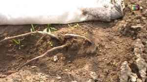 Когда открывать виноград весной и как защитить виноград от заморозков