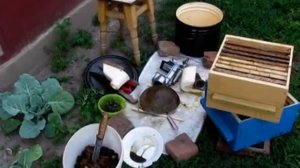 Осушка корпусов пчёлами после откачки мёда у нас на пасеке. Улей аббата Эмиля Варрэ