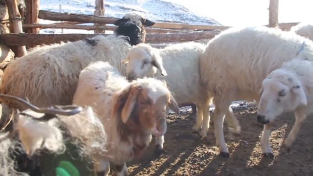 Более 41 миллиарда рублей на агропромышленный комплекс смотреть онлайн