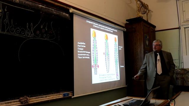 Лекция С.В. Савельева "Анатомия мозга" I смотреть онлайн