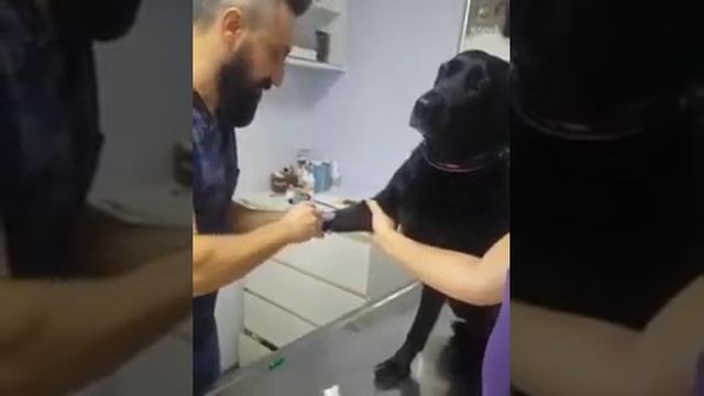 Как ведут себя животные а потом люди смотреть онлайн