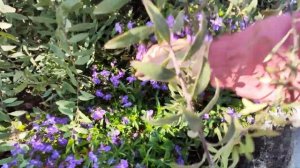 🌸 Вегетативная лобелия 🌸 Обзор сортов 🌸