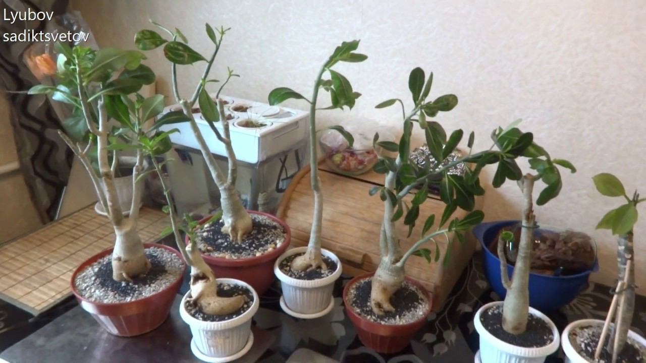 Комнатные цветы/растения. Обзор и пересадка Адениумов. Осмотр корней и каудекса.