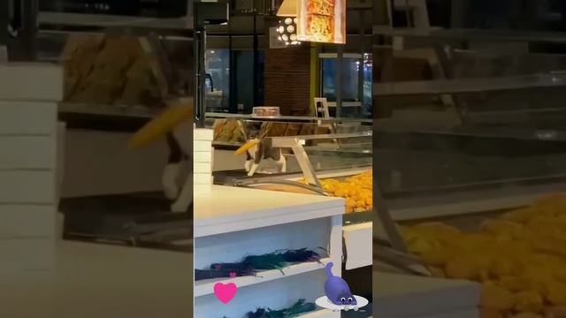 Спер колбаску этот кот, никто котяру не найдет