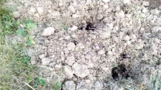 Высеваю семена вроде бы тыквы (июльское видео). смотреть онлайн