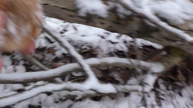 ЗИМНИЕ ОПЯТА! Я ИХ НАШЁЛ (ЗОЛОТЫЕ ГРИБЫ!) ГРИБЫ КОТОРЫЕ РАСТУТ В МОРОЗ! Приготовил зимние опята! смотреть онлайн