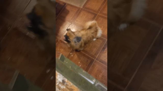 Пикинесы то же любят с кошками играть) смотреть онлайн