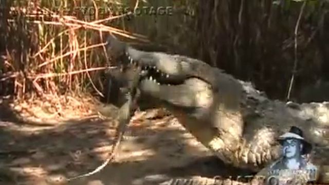 Crocodile Attack 02 Crocodile vs Alligator смотреть онлайн