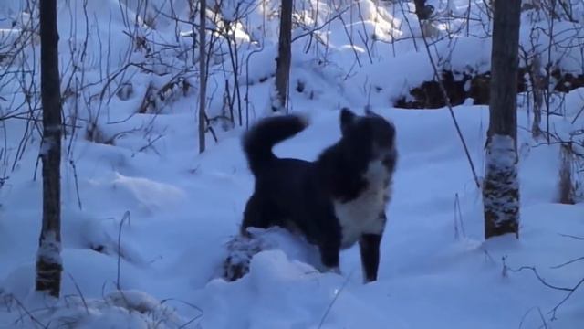 Лайки.Будни охотника.По следам соболя.Часть № 2 смотреть онлайн