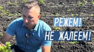 Режь не бойся