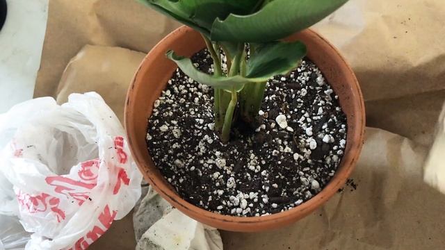 Unboxing: Calathea Maria, Margarita Comparison смотреть онлайн