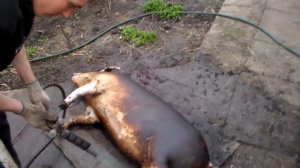Подготовка туши свиньи к разделке,опаливание.Preparation of pig carcasses for cutting, singeing.