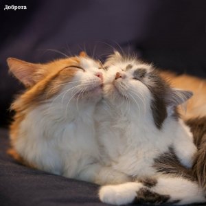 СМЕШНЫЕ КОШКИ, СОБАКИ и другие ЖИВОТНЫЕ  Новые самые смешные видео с животными 2023