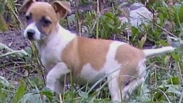 джек рассел- щенки на продаже смотреть онлайн