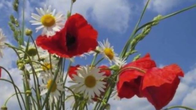Rose of Roses - Mother Mary смотреть онлайн
