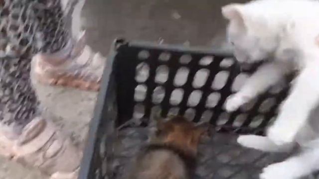 #АйсанаМилашка  Маленькие котята остались одни!Спасение котят!Брошенные котята!