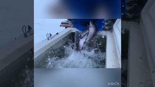 Рыболовный клуб Ольгово. смотреть онлайн