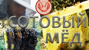 Сотовый мёд чистый и натуральный - баз вощины. Способы получения сотового мёда.