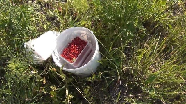 Как растет лесная земляника Выращивание земляники 10 июля 2018 Поход в лес тайгу Сибирь strawberrie смотреть онлайн