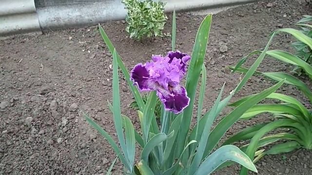 Эдем моей души. Утреннее наслаждение. Тишина в саду. смотреть онлайн