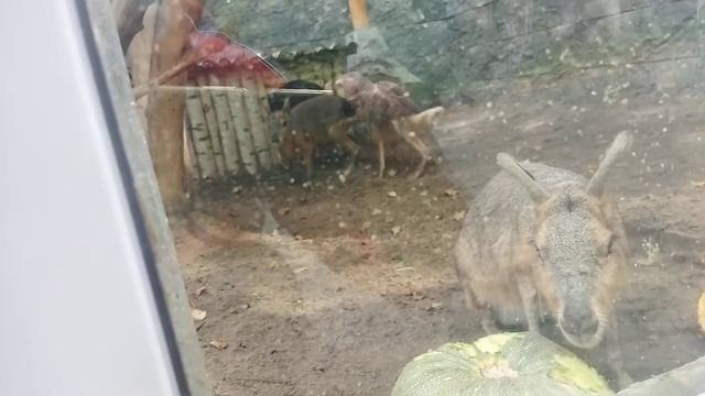 стихотворение о патагонских маразм 16 сентября 2021 г. смотреть онлайн