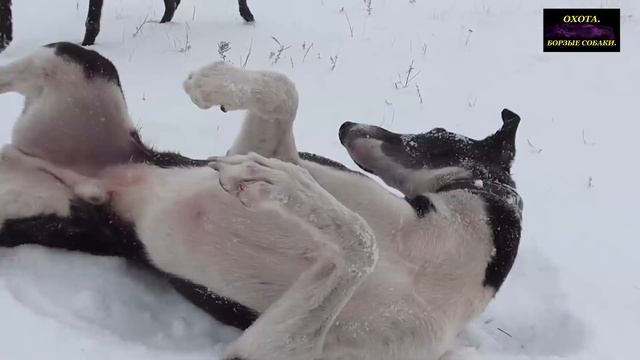 Невероятные приключения ирландца Kilara Hey Mac в России смотреть онлайн