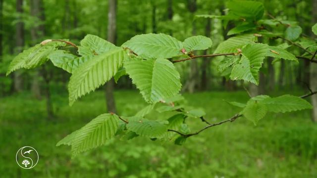 Soothing Forest Birds Singing. 12 Hour Nature Sound Relaxation, for Sleep смотреть онлайн