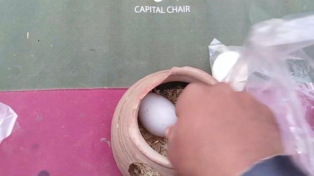 How To Make Egg Incubator At Home Without Temperature Controler ||  Egg Hatching Result 2020