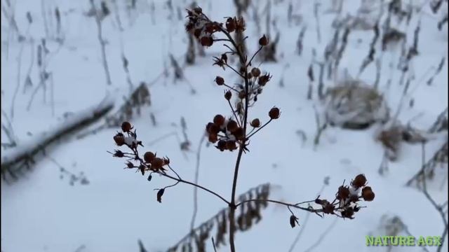 ЗИМА 4К и КРАСИВАЯ ПРИРОДА | ВСЕ В СНЕГУ и ВОЛШЕБСТВО ЗИМНЕЙ ПРИРОДЫ | Winter 4К | Beautiful nature смотреть онлайн