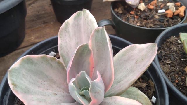 #ECHEVERIA DECORA VARIEGATA  FÁCIL CULTIVO E PROPAGAÇÃO TENHA SUAS PRÓPRIAS MUDAS VEJA COMO É FÁCIL