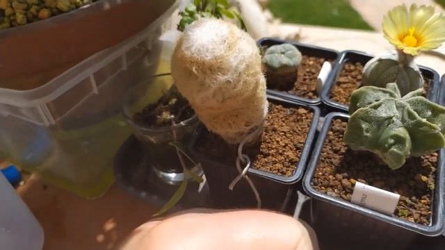 ЧТО БУДЕТ ЕСЛИ ПОЛИВАТЬ КАКТУСЫ КАЖДЫЙ ДЕНЬ? ЭКСПЕРИМЕНТ С КАКТУСАМИ